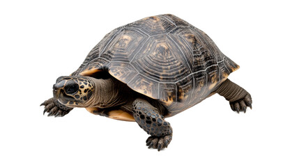 Obraz premium Tortue terrestre à carapace bombée et motifs géométriques, isolé et détouré