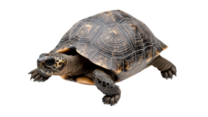 Tortue terrestre à carapace bombée et motifs géométriques, isolé et détouré