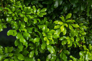 Close-Up of Lush Green Tree Leaves Outdoors