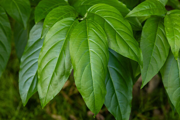 Close-Up of Lush Green Tree Leaves Outdoors