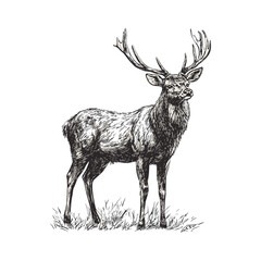 Black sketch deer vector on white background, hand-drawn wildlife illustration, vintage forest animal art, antique large animal print, trendy rustic nature decor.