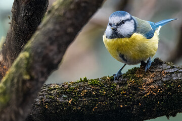 Una cinciarella (Cyanistes caeruleus) appollaiata su un ramo di melo cerca insetti da mangiare.