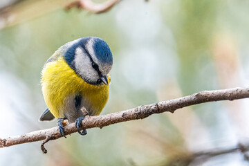 Una cinciarella (Cyanistes caeruleus), appollaiata su un sottile ramo, si guarda intorno prima di...