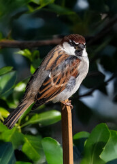 Un passero domestico (Passer domesticus) appollaiato su uno sperone di ferro si gode il sole...