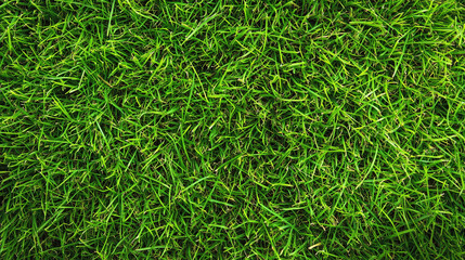 Green grass background shot from above, freshly cut,  flat lay. Concept of lawn moving.
