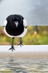 Una gazza (Pica pica) si prepara a bere dal bordo di una pozza d'acqua.