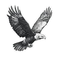 Hand-drawn eagle vintage illustration, black sketch style, wildlife print, bird art, trendy engraving design, white background, nature-inspired eagle artwork.