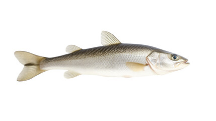 Obraz premium Striking fish portrait, a captivating closeup against dark background black