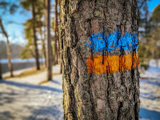 Fototapeta premium A tree trunk with blue and yellow painted trail markers in a snowy forest, leading hikers through a picturesque winter landscape. The textured bark contrasts with vibrant colors.