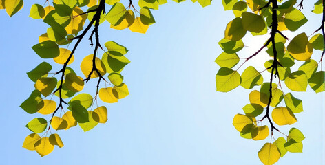 Obraz premium Sunlit Green Leaves Against a Blue Sky