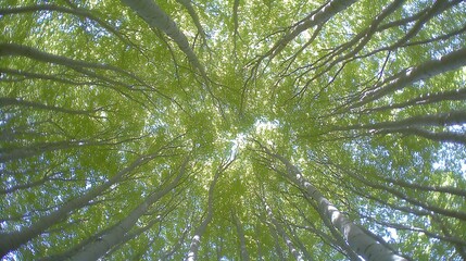 Obraz premium Vibrant Green Canopy of Leaves Under Bright Blue Sky in Dense Forest During Daytime