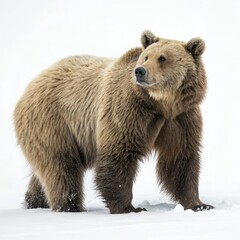 Obraz premium brown bear on a rock