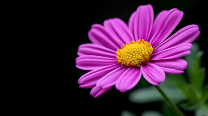 Obraz premium Pink Daisy Flower Close Up Dark Background