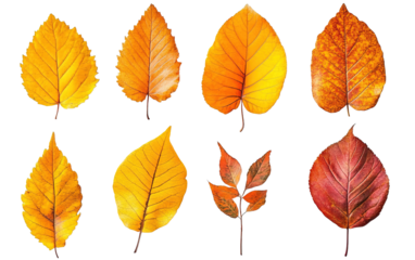 Different orange and yellow colour on transparent or white background,png