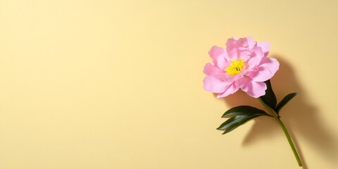 Naklejka premium Pink peony blooming on pastel yellow background for spring minimalist concept