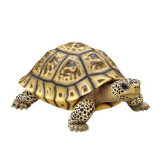 Obraz premium 3D vector icon of Star tortoise isolated on transparency background