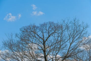 冬の青空に映える落葉樹の枝