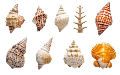 Obraz premium Decorations of seashell or ocean on transparent or white background,png