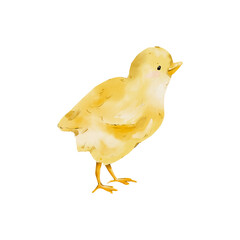 Watercolor Baby Chick Illustration, Cute Yellow Farm Animal, Fluffy Easter Bird, Rustic Cottagecore Art png