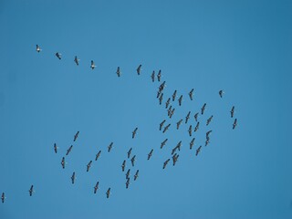 Birds in Flight Against Clear Blue Sky