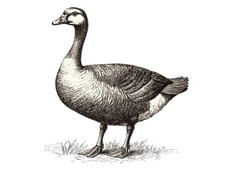 Black sketch effect bird art, vintage illustration of goose, trendy design, wildlife print, hand-drawn, old engraving style, white background.
