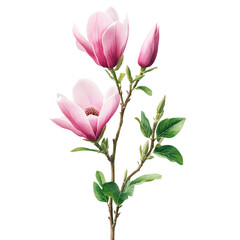 High-quality png image of a magnolia flower with a transparent background for digital use isolated on transparent background..