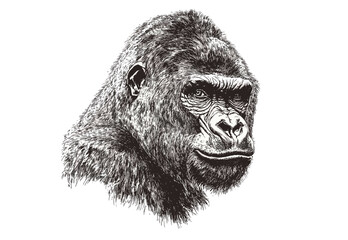 Black sketch effect hand-drawn gorilla, vintage animal art, wildlife illustration, trendy decor, retro style wall art, wildlife sketch, nature artwork, wild animal drawing. © Vintage studio