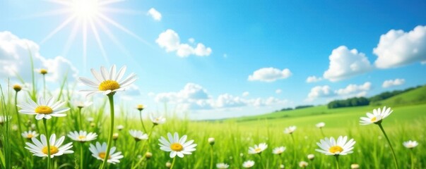 Fototapeta premium Sunny meadow landscape with white daisies blooming under clear blue sky, wildflowers, meadow, nature