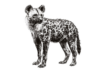 Hand-drawn hyena vector illustration, black sketch effect, vintage art, predator in the savanna, antique style, wildlife print design, scavenger, wild animal art, wildlife illustration.