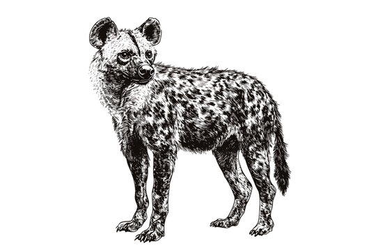 Hand-drawn hyena vector illustration, black sketch effect, vintage art, predator in the savanna, antique style, wildlife print design, scavenger, wild animal art, wildlife illustration.
