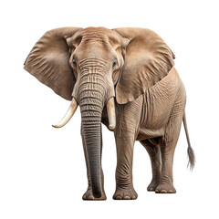 Isolated African Elephant