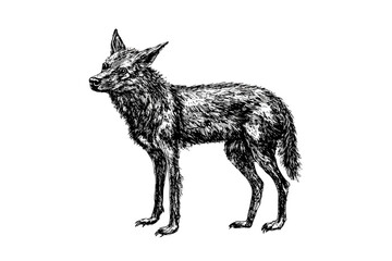 Antique style wildlife illustration, hand-drawn jackal in black sketch effect, aquatic animal design, vector art, vintage wildlife, rodent, print design, nature themes.