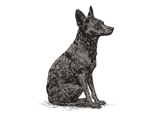 Black sketch effect of a hand-drawn jackal, aquatic animal illustration, vector print design, vintage art, rodent, wildlife print, antique style, nature art.