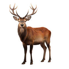 Isolated Red Deer Stag