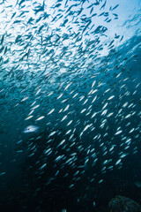 giant School of Fishes over a healthy coral reef