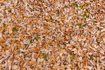 落ち葉が広がる秋の地面