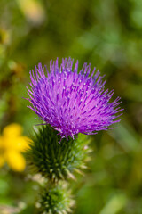 Pink thorny thistle flower on a blurred green background with copy space