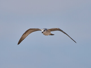 Juvenile seagull soaring in blue sky........