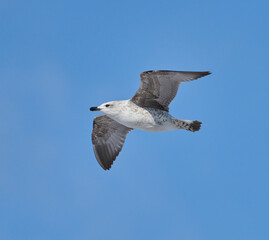 Obraz premium Juvenile seagull soaring in blue sky........