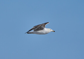 Seagull soaring in the blue sky........