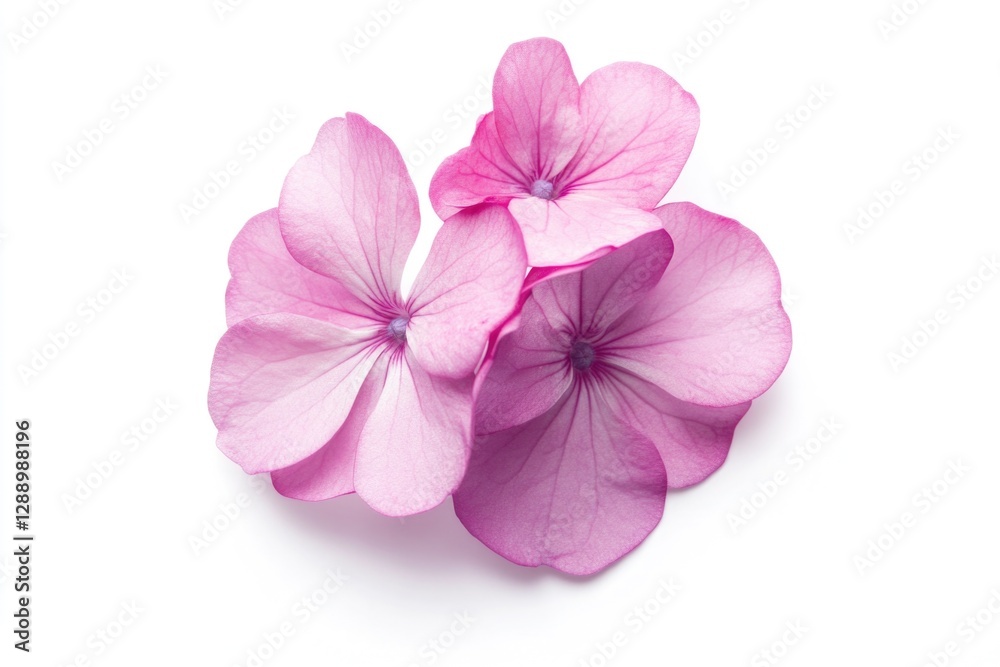 Poster a detailed view of a pink flower on a white background, suitable for use in designs and illustration