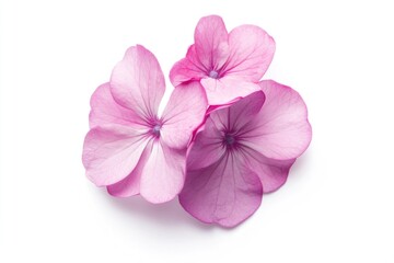 Obraz premium A detailed view of a pink flower on a white background, suitable for use in designs and illustrations where a small, delicate bloom is needed