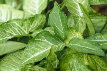 A close-up of Singonium or Syngonium podophyllum with vibrant green and white variegated leaves, showcasing intricate natural patterns and textures. Ideal for backgrounds, nature themes, or botanical.