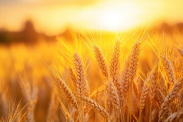 A golden wheat field bathed in warm sunlight at sunset. The ripe ears of wheat sway gently in the breeze, creating a peaceful and abundant rural landscape.