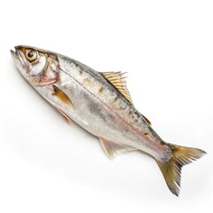 Obraz premium siamese fighting fish