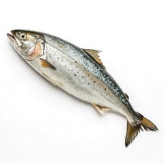 Obraz premium siamese fighting fish