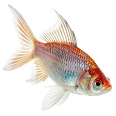 Obraz premium siamese fighting fish