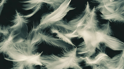 Fototapeta premium Graceful drift of feathers in soft light for tranquil atmosphere design