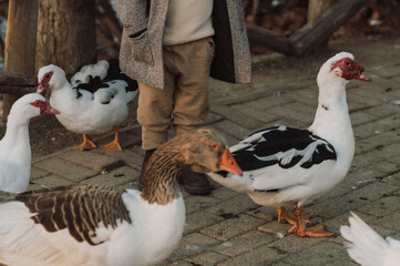 A young boy in a gray coat and a white hat stands on a farm among geese. A serene countryside moment capturing childhood, nature, and farm life.