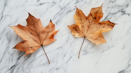 Two dry autumn leaves on marble background 